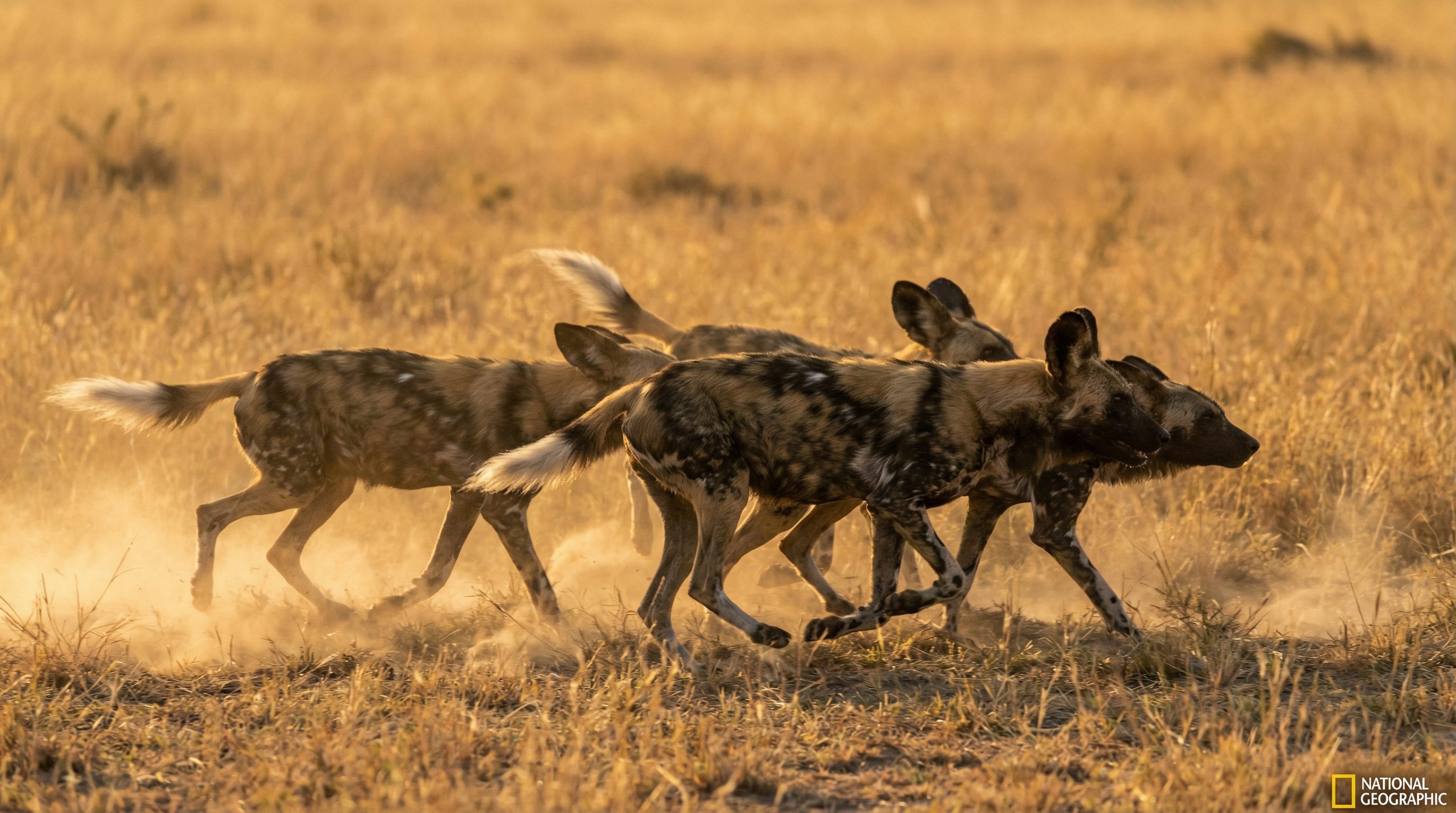 反差野生动物保护视频