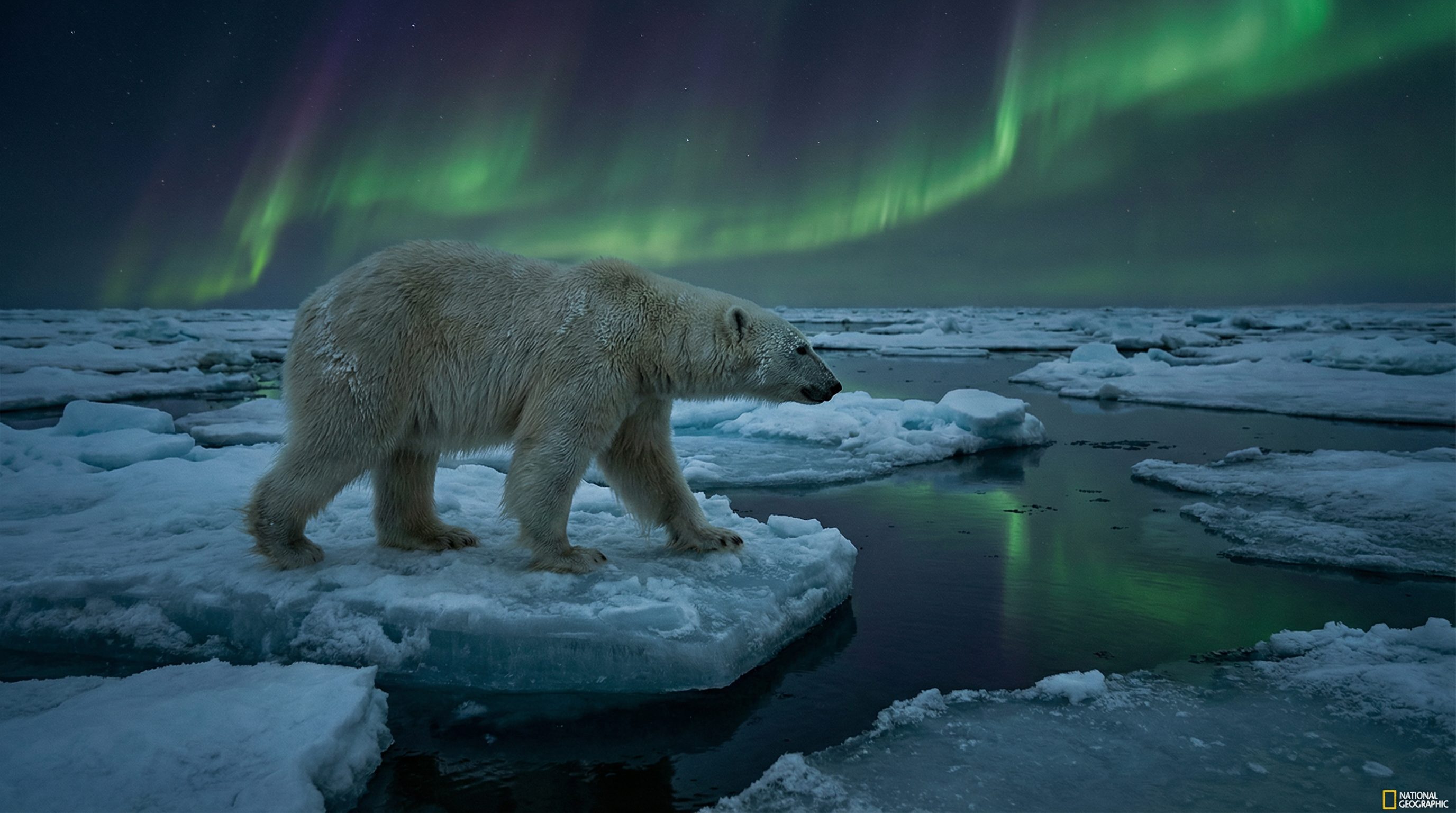 反差视频：北极熊极地探险视频演示